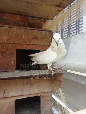 Local Pigeons