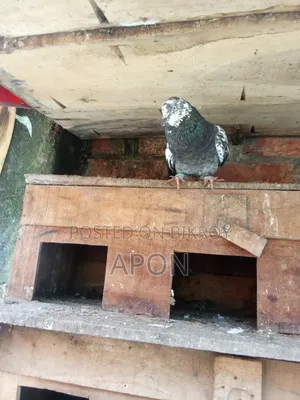Local Pigeons