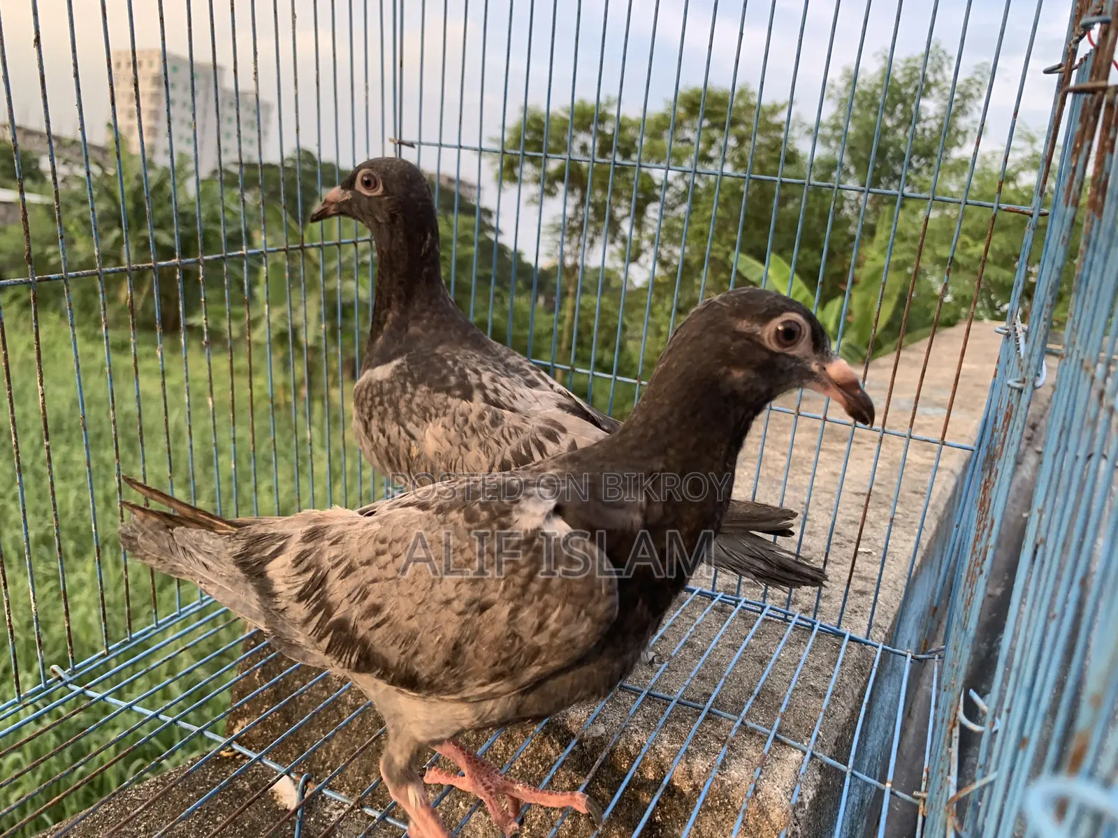 2 Pairs of Racer Pigeons, Just Started Flying
