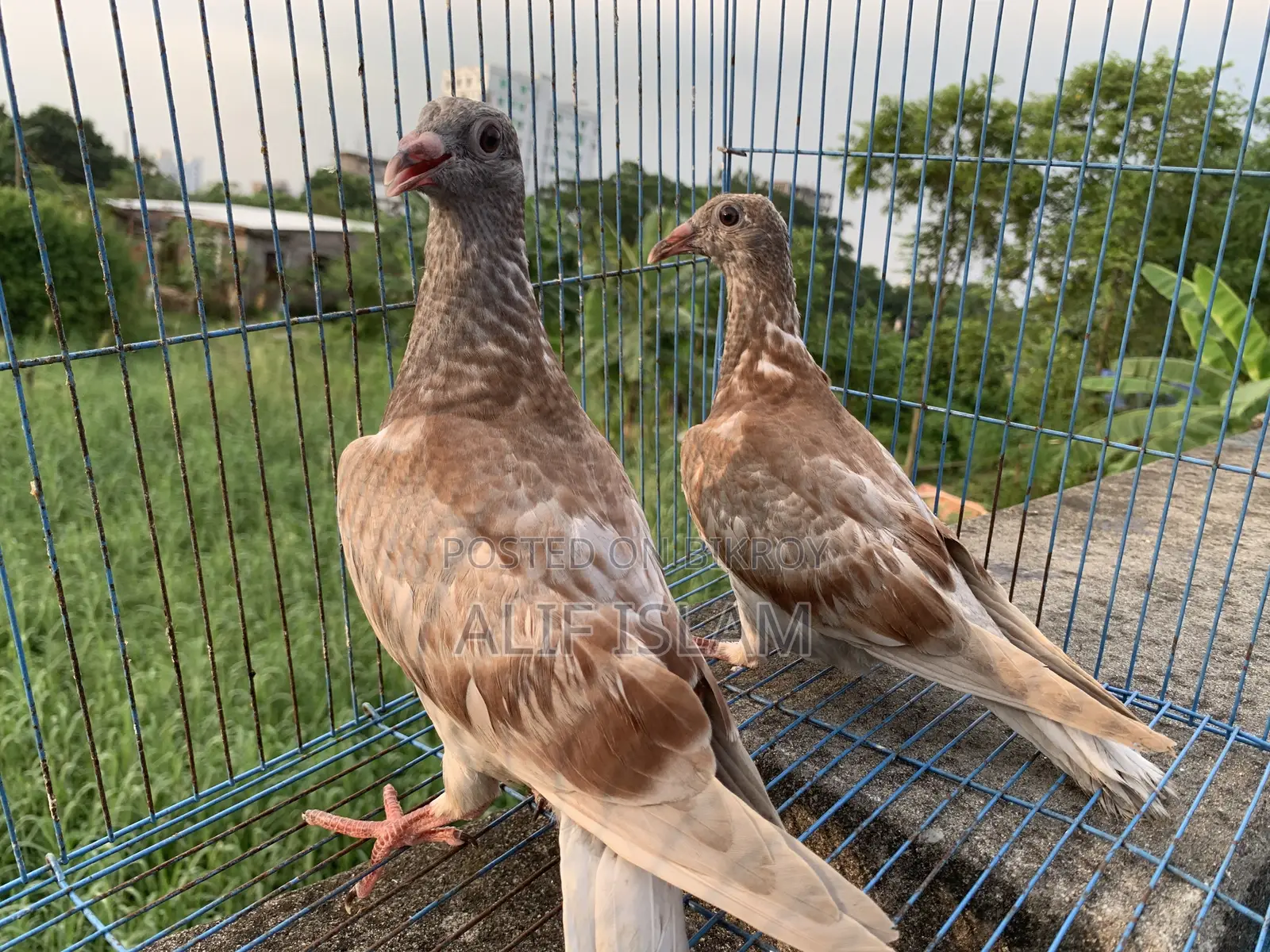 2 Pairs of Racer Pigeons, Just Started Flying