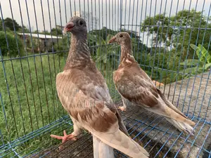 2 Pairs of Racer Pigeons, Just Started Flying