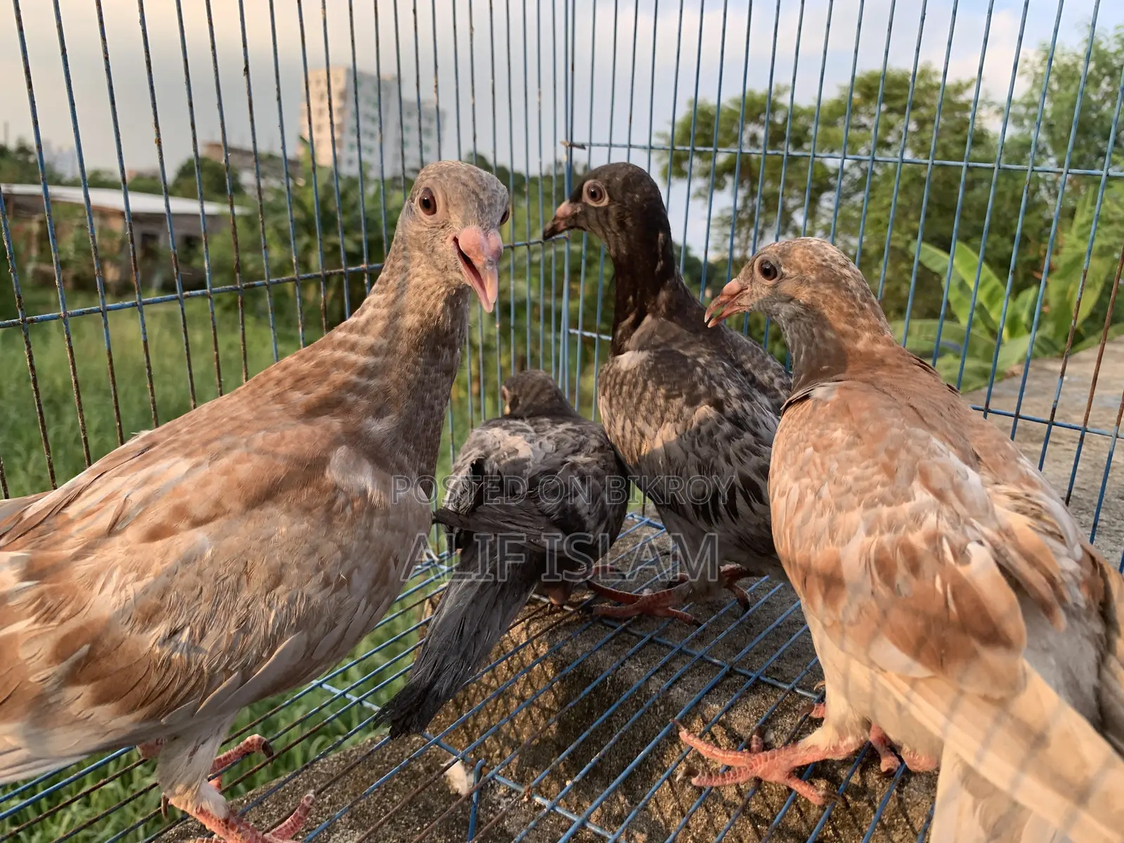 2 Pairs of Racer Pigeons, Just Started Flying