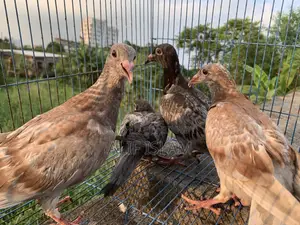 2 Pairs of Racer Pigeons, Just Started Flying