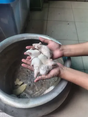 অ্যালবিনো সুইস ইঁদুর