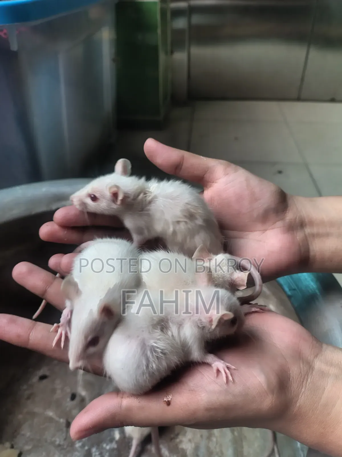 Albino Swiss Rat