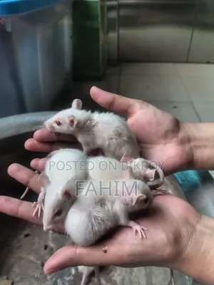 Albino Swiss Rat