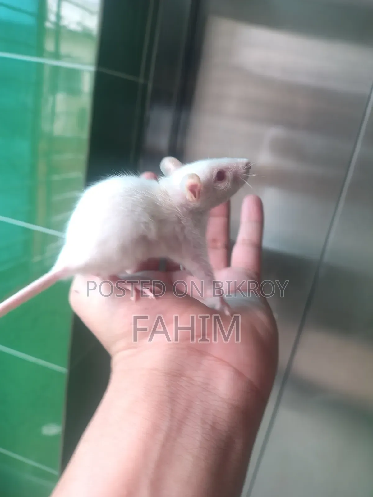 Albino Swiss Rat