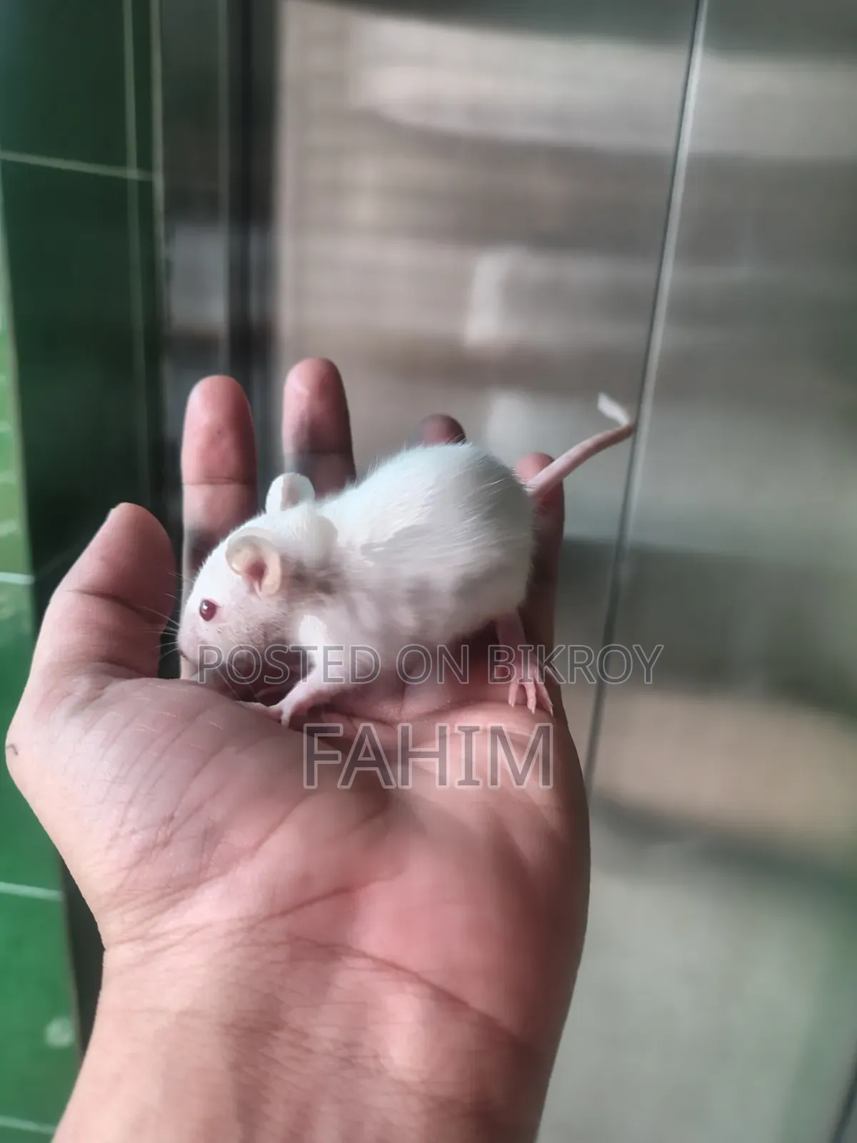 Albino Swiss Rat