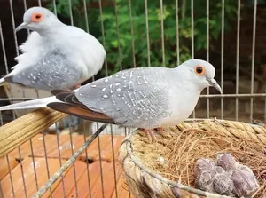 ঘুঘু লাভ বার্ড ব্রিডিং পেয়ার