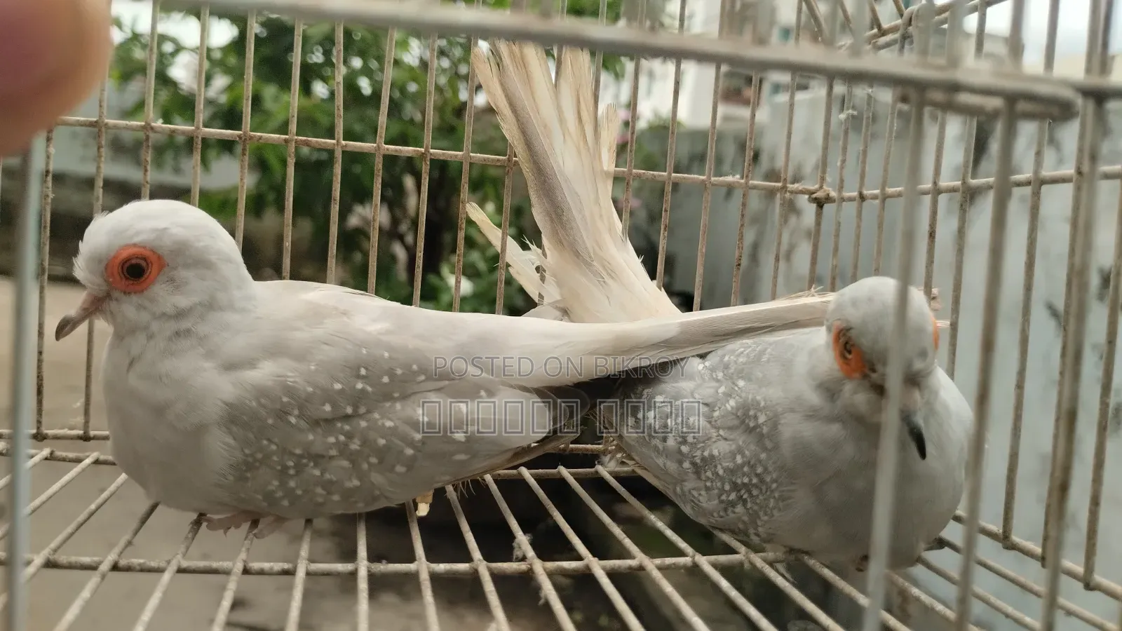 ঘুঘু লাভ বার্ড ব্রিডিং পেয়ার