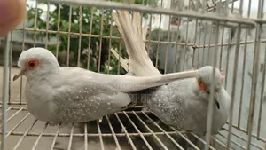 ঘুঘু লাভ বার্ড ব্রিডিং পেয়ার