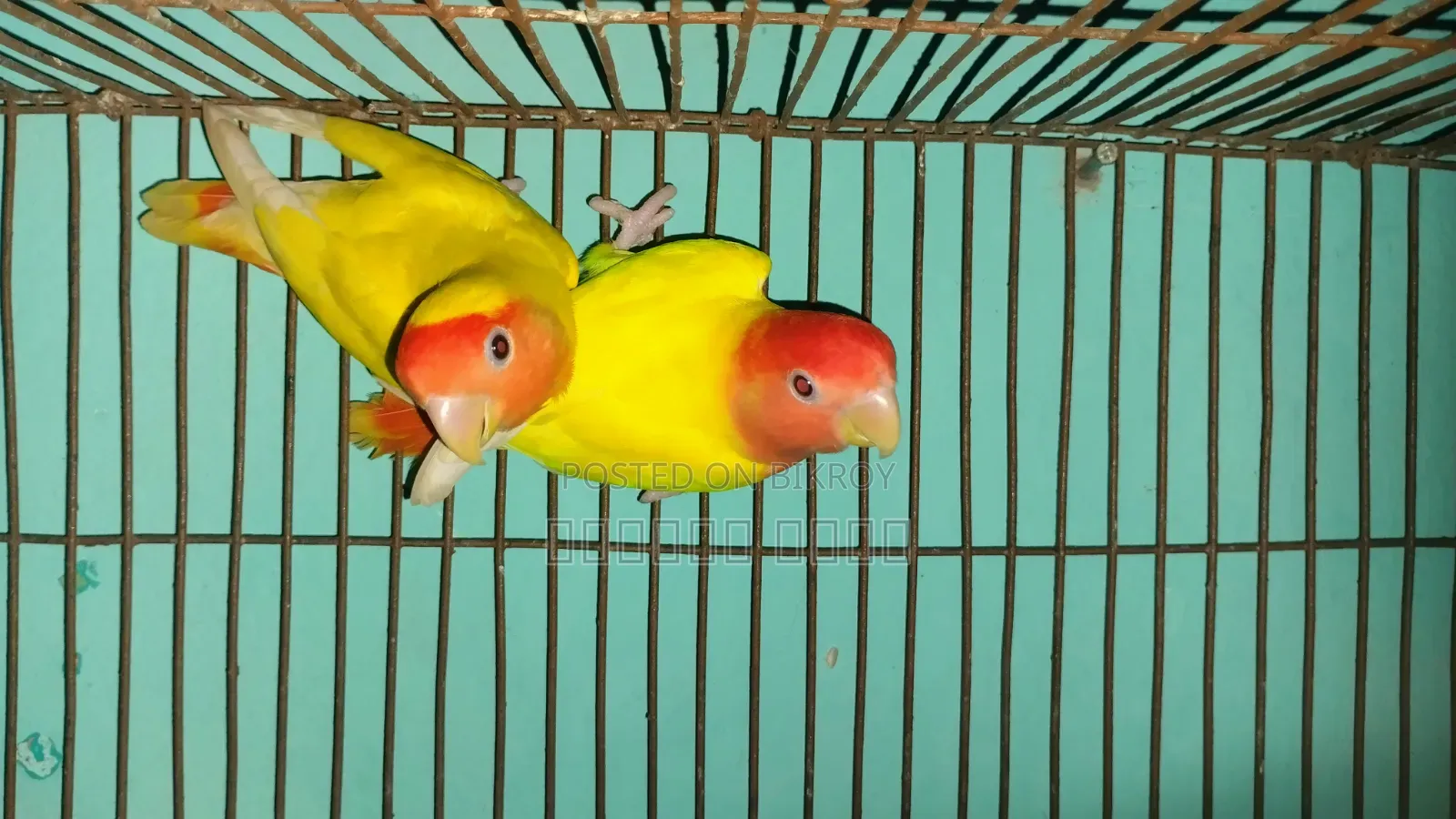 ঘুঘু লাভ বার্ড ব্রিডিং পেয়ার