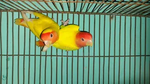 ঘুঘু লাভ বার্ড ব্রিডিং পেয়ার