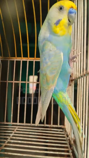 ঘুঘু লাভ বার্ড ব্রিডিং পেয়ার