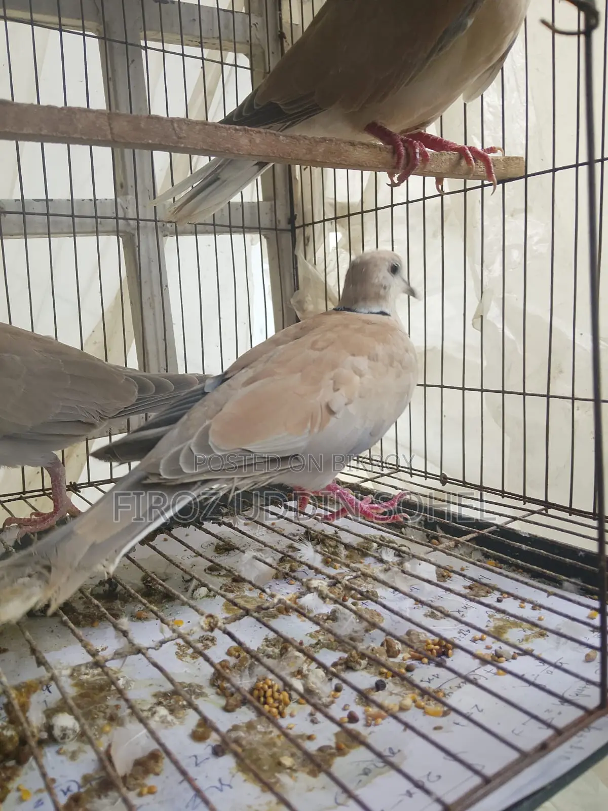 অস্ট্রেলিয়ান লাভিং ডোভ