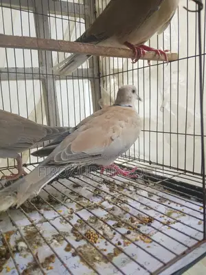 অস্ট্রেলিয়ান লাভিং ডোভ