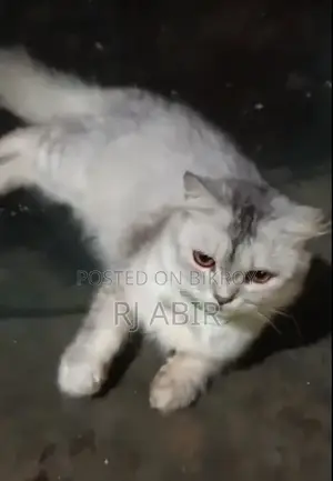 ১+ বছরের নারী খাঁটি পার্সিয়ান বিড়াল