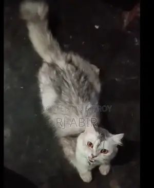 ১+ বছরের নারী খাঁটি পার্সিয়ান বিড়াল
