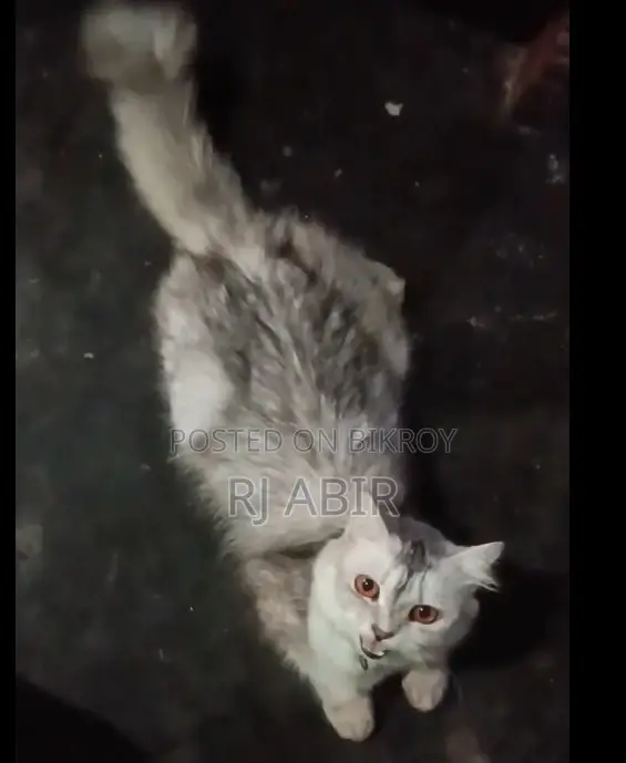 ১+ বছরের নারী খাঁটি পার্সিয়ান বিড়াল