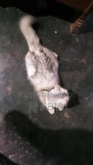 ১+ বছরের নারী খাঁটি পার্সিয়ান বিড়াল