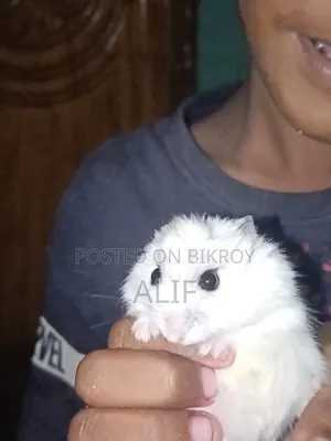 Winter White Dwarf Hamster for Sale.