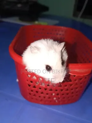 Winter White Dwarf Hamster for Sale.