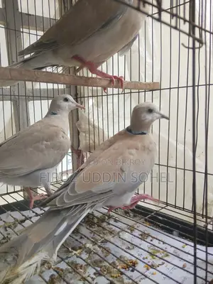 অস্ট্রেলিয়ান লাভিং ডোভ