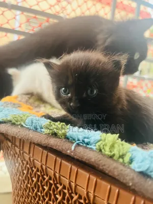 ০-১ মাস ফিমেল পিউরব্রেড পার্সিয়ান
