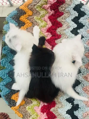 ০-১ মাস ফিমেল পিউরব্রেড পার্সিয়ান