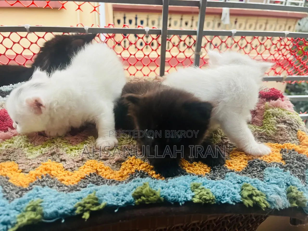 ০-১ মাস ফিমেল পিউরব্রেড পার্সিয়ান