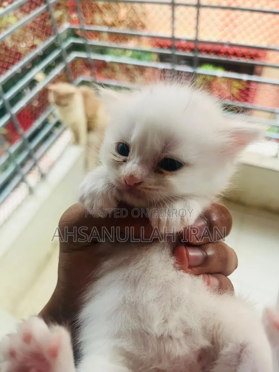 ০-১ মাস ফিমেল পিউরব্রেড পার্সিয়ান