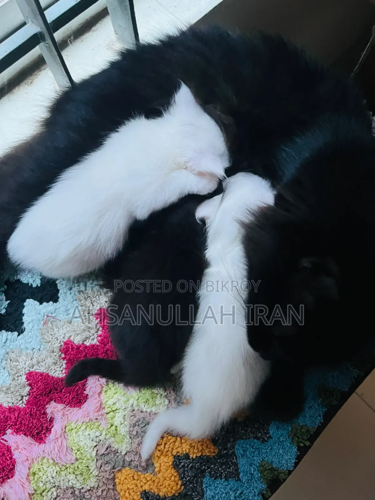 ০-১ মাস ফিমেল পিউরব্রেড পার্সিয়ান