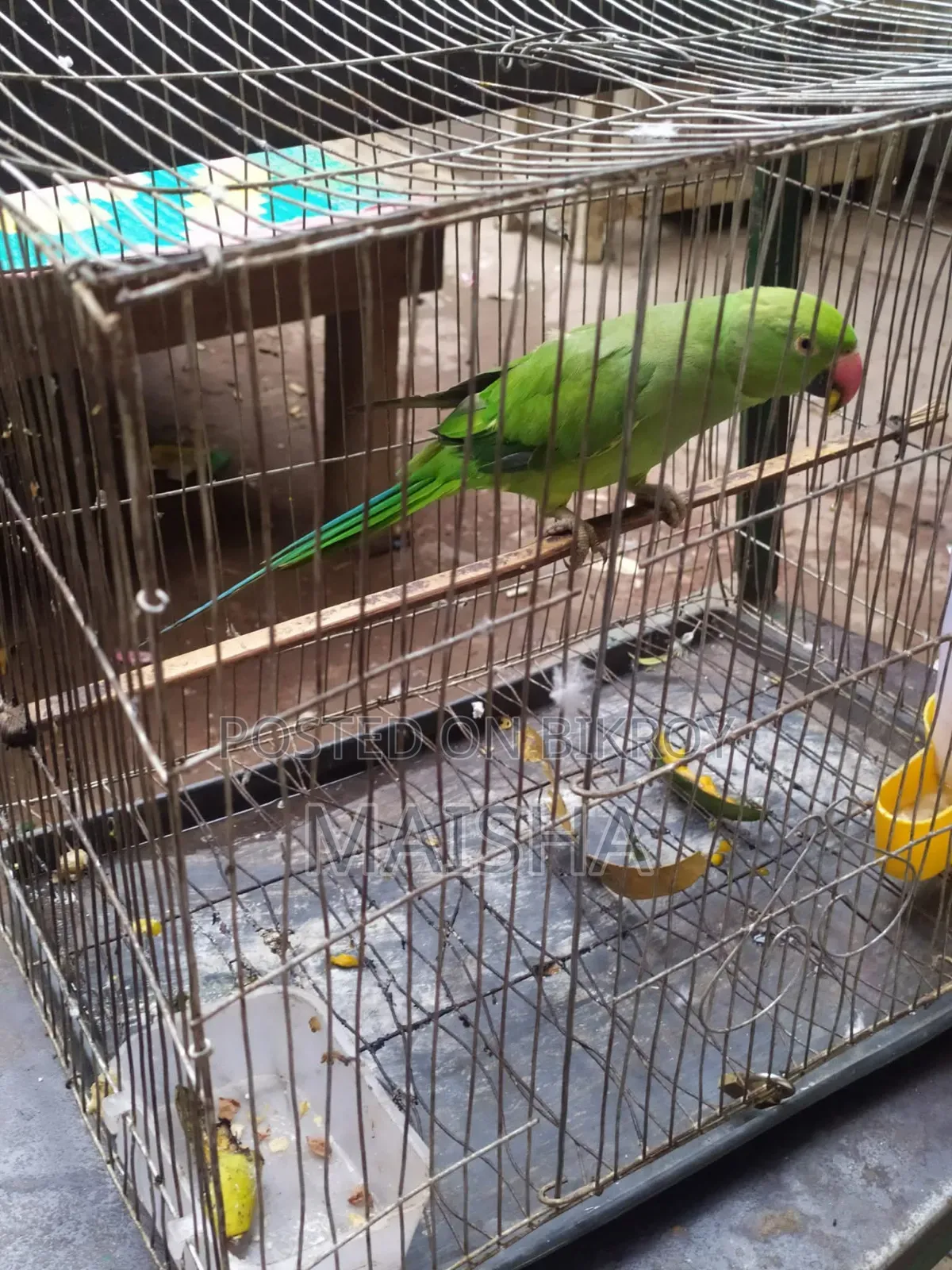 Indian Ringneck