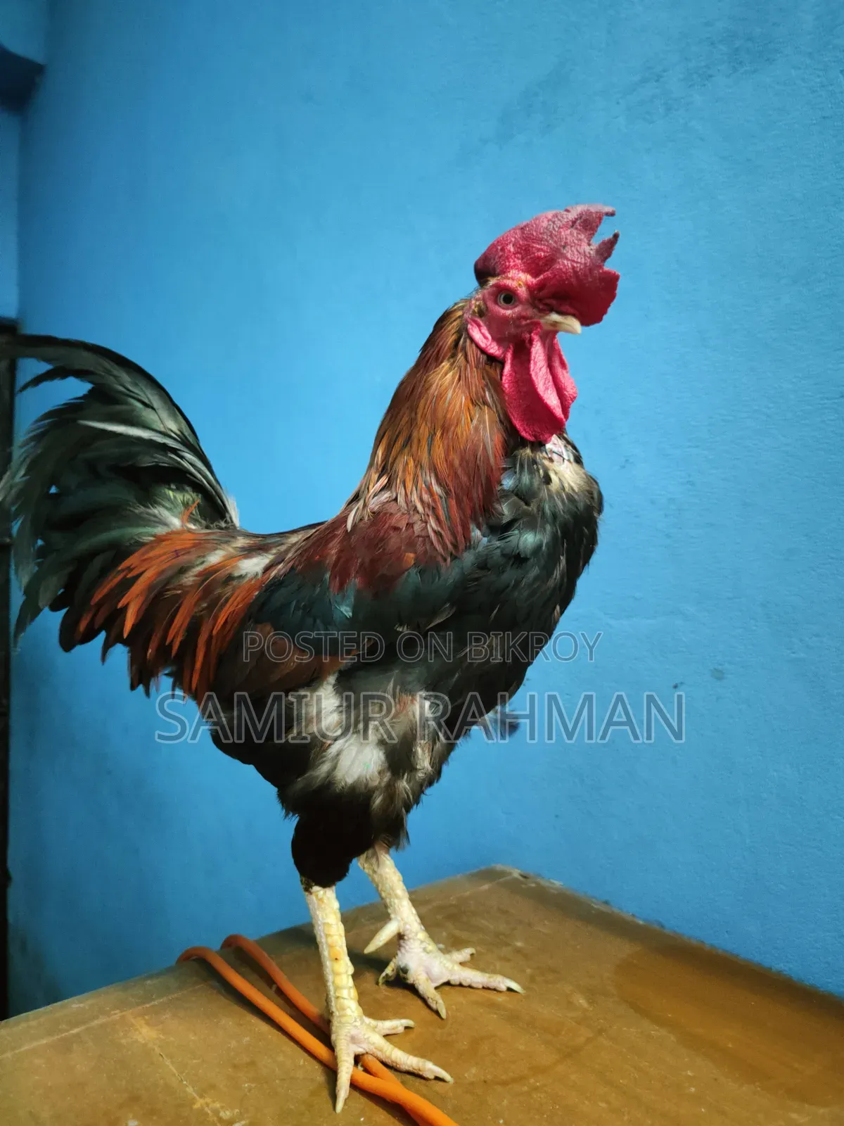 দেশি মোরগ ।