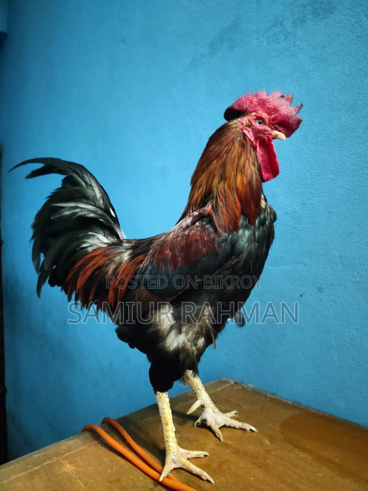 দেশি মোরগ ।
