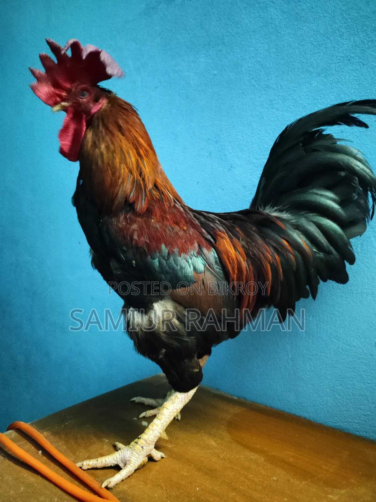 দেশি মোরগ ।