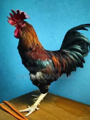 দেশি মোরগ ।