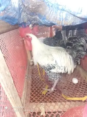ডিমের রানী মিশরীয় ফাওমি।