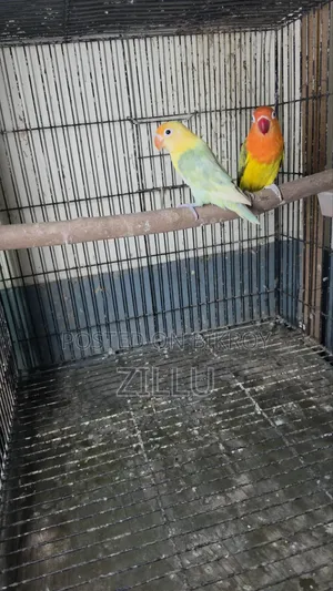 রেডি টু ব্রিড লাভ বার্ড