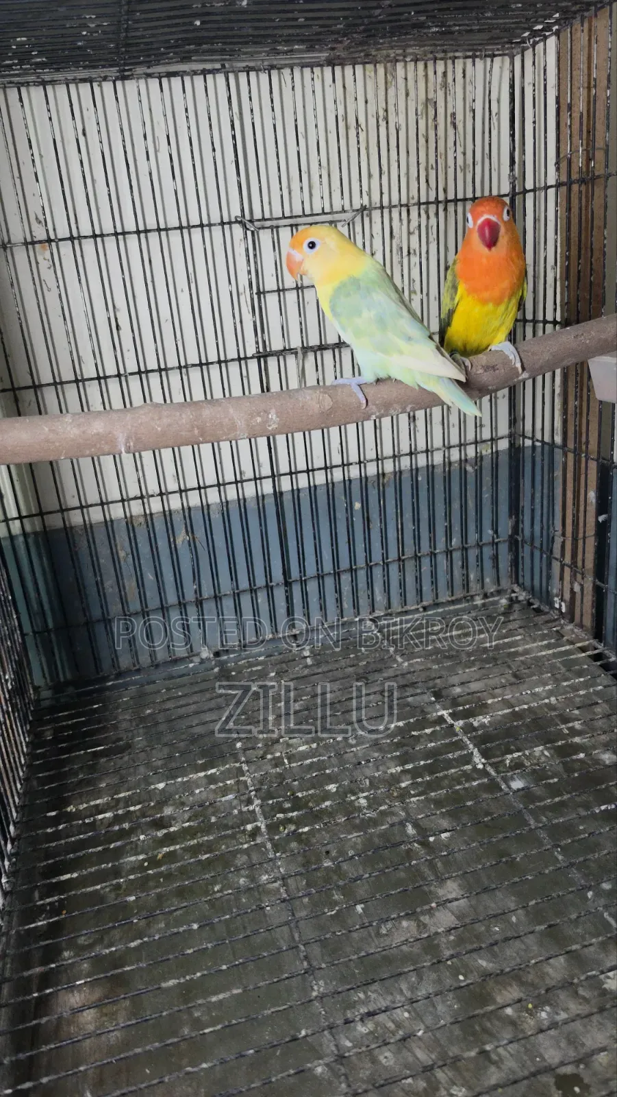 রেডি টু ব্রিড লাভ বার্ড