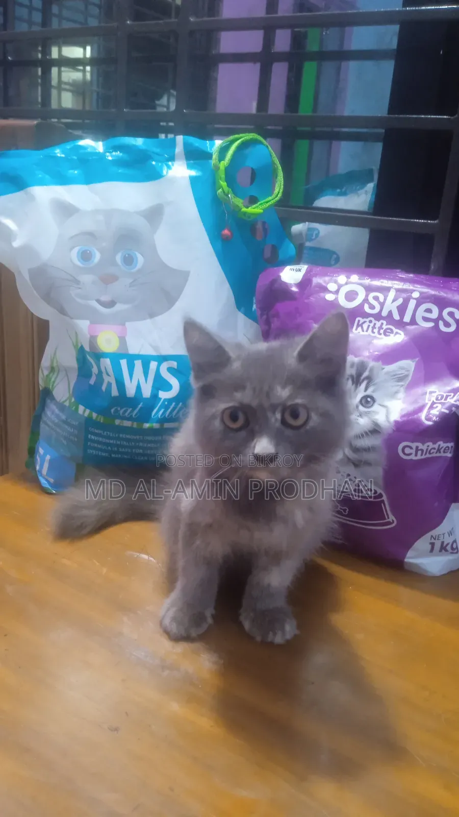 1-3 Months Female Mixed Breed Persian Kitten