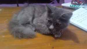 1-3 Months Female Mixed Breed Persian Kitten