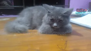1-3 Months Female Mixed Breed Persian Kitten