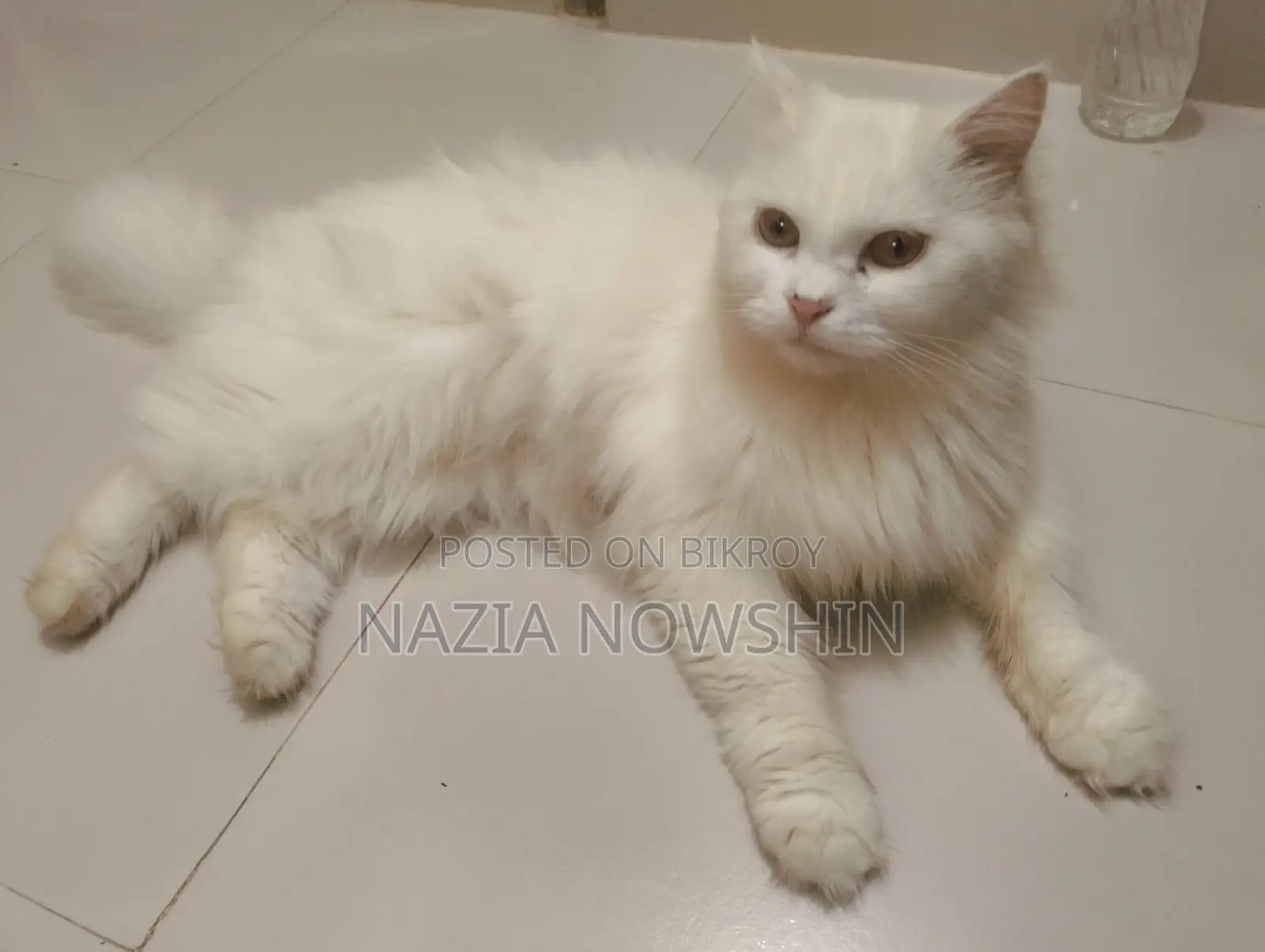 1+ Year Female Mixed Breed Persian Cat