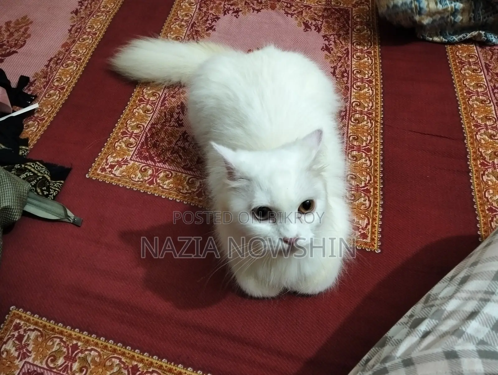 1+ Year Female Mixed Breed Persian Cat