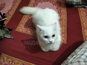 1+ Year Female Mixed Breed Persian Cat