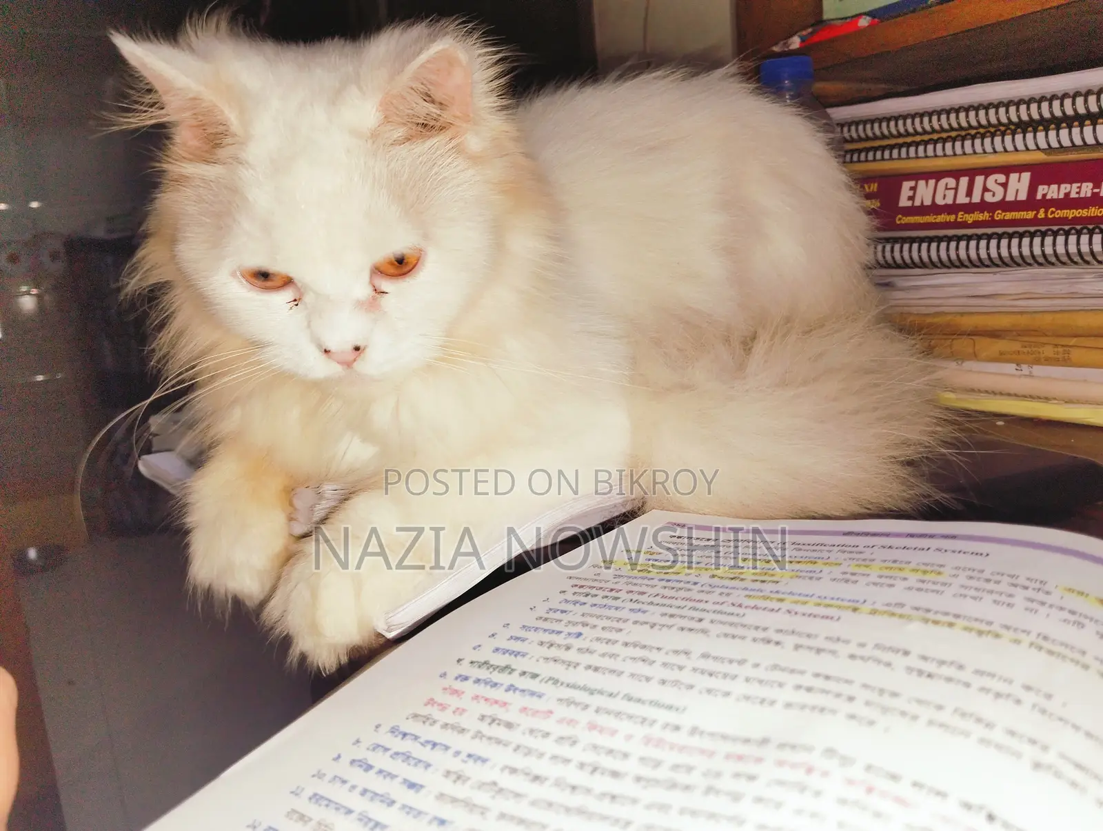 1+ Year Female Mixed Breed Persian Cat
