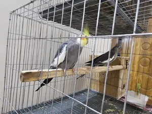 কথা বলা কোকাটেল পাখি জোড়া