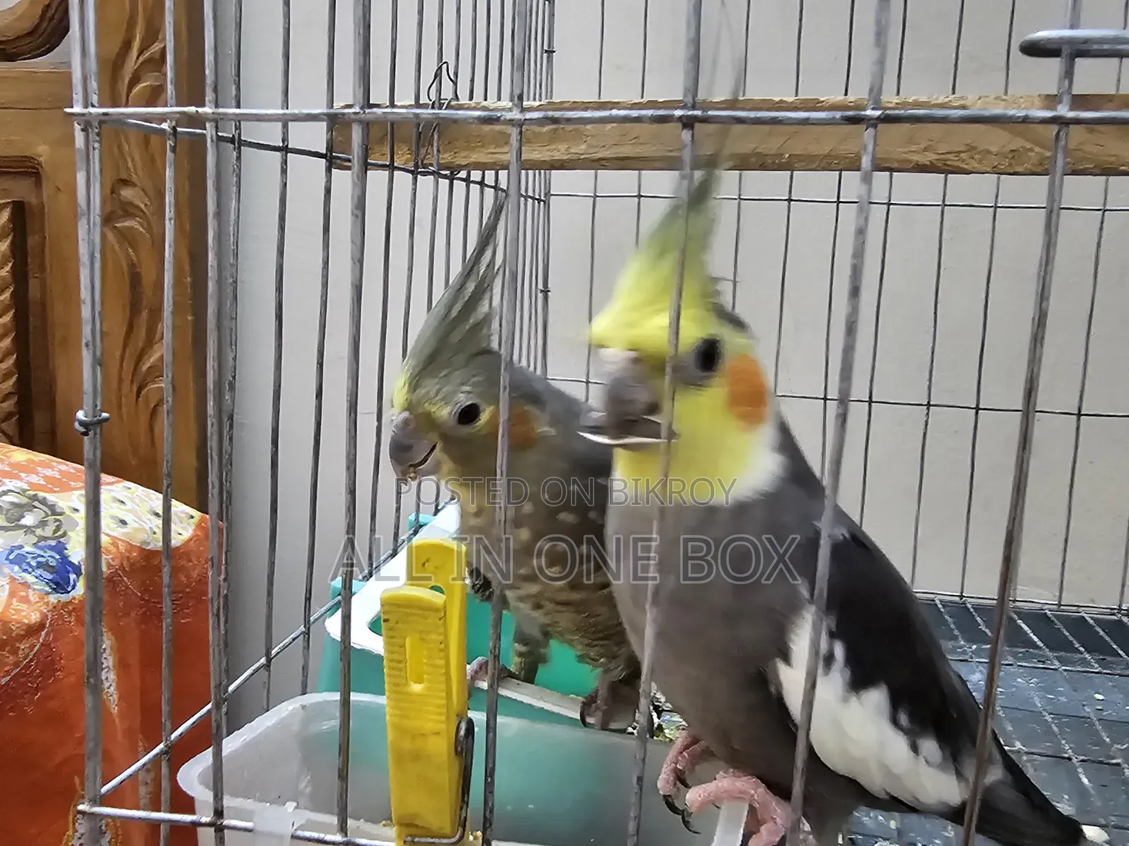 কথা বলা কোকাটেল পাখি জোড়া
