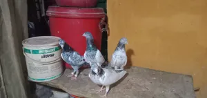 Four good quality female pigeons. Saharan Puri Chot, red Banaras neck